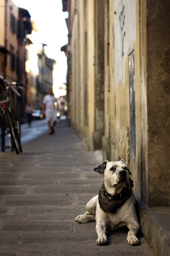 Florentine Dog 3